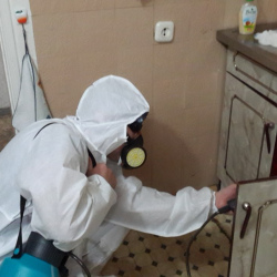 Дезинфекция от муравьев в квартире в Билибино